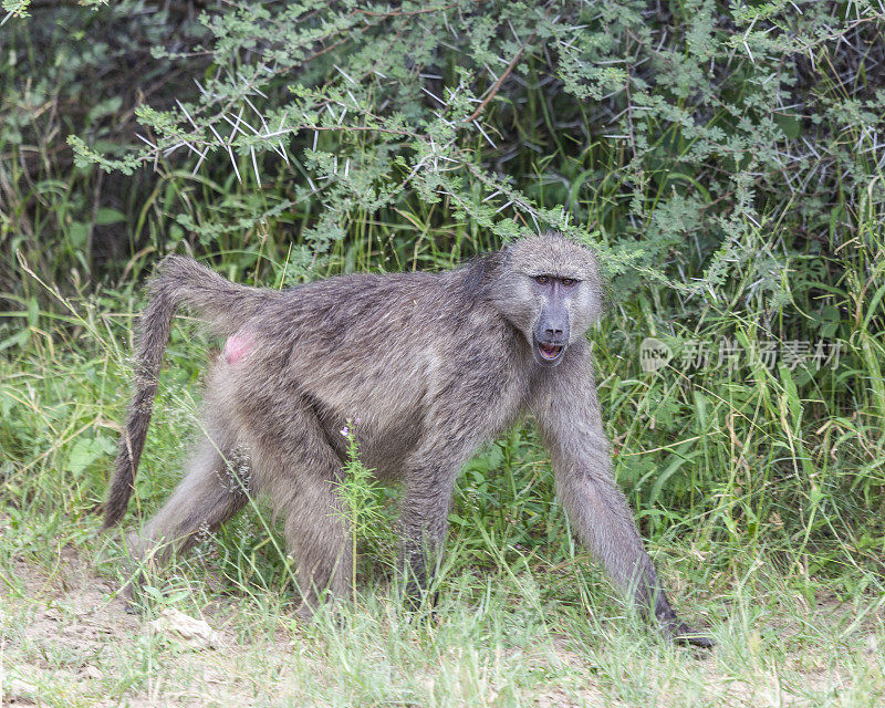 Chacma Baboon, Papio ursinus，行走在纳米比亚马汉戈GR